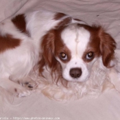 Photo de Cavalier king charles spaniel