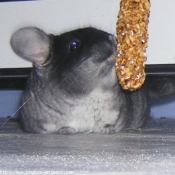 Photo de Chinchilla