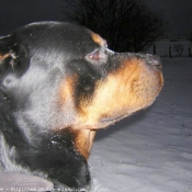 Photo de Rottweiler