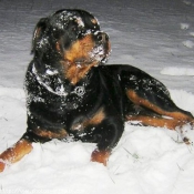 Photo de Rottweiler