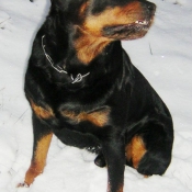 Photo de Rottweiler