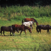 Photo de Races diffrentes