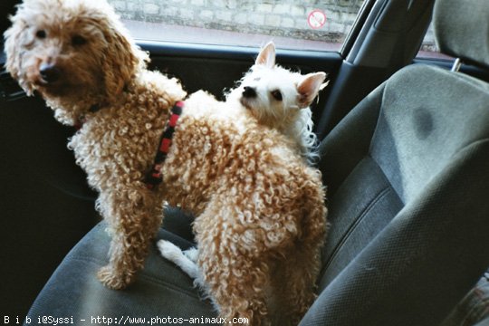 Photo de Caniche moyen