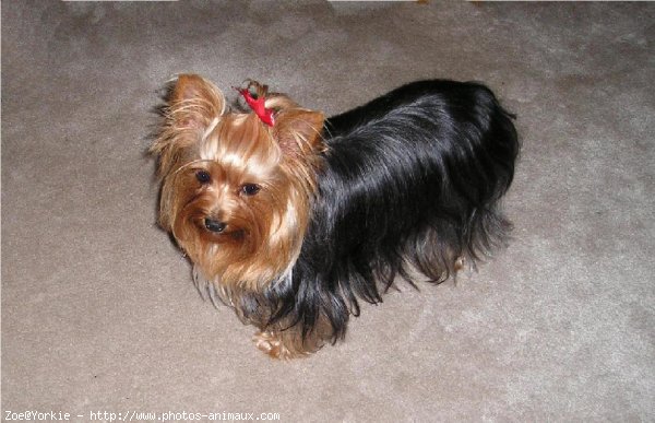 Photo de Yorkshire terrier