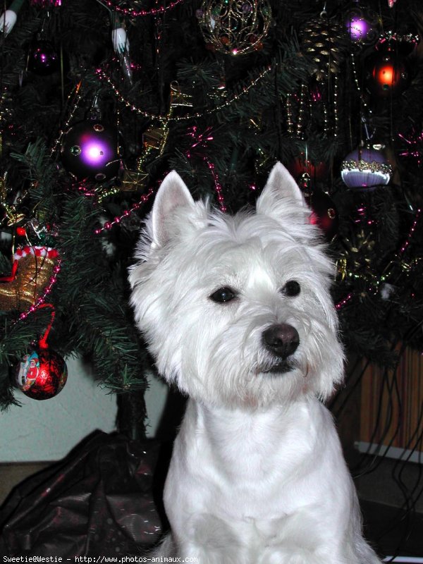 Photo de West highland white terrier