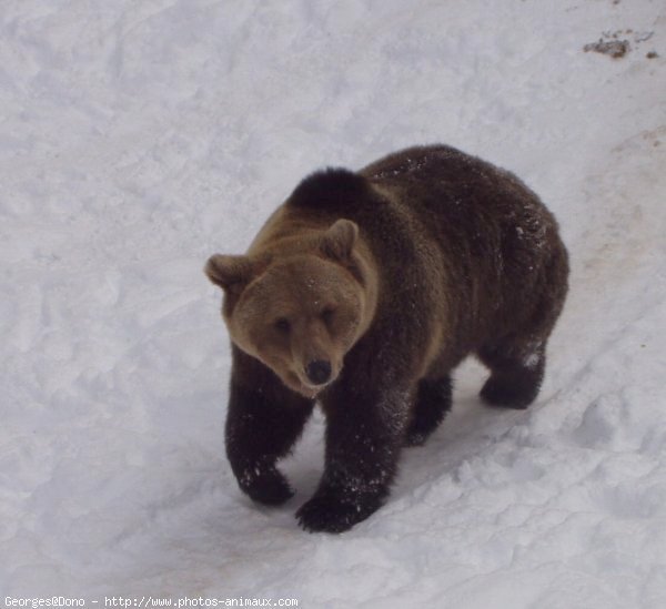 Photo d'Ours