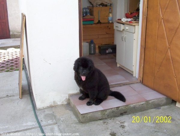 Photo de Chien de terre-neuve