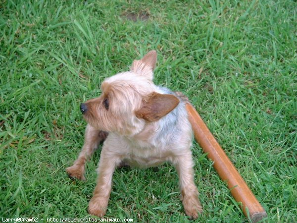 Photo de Yorkshire terrier