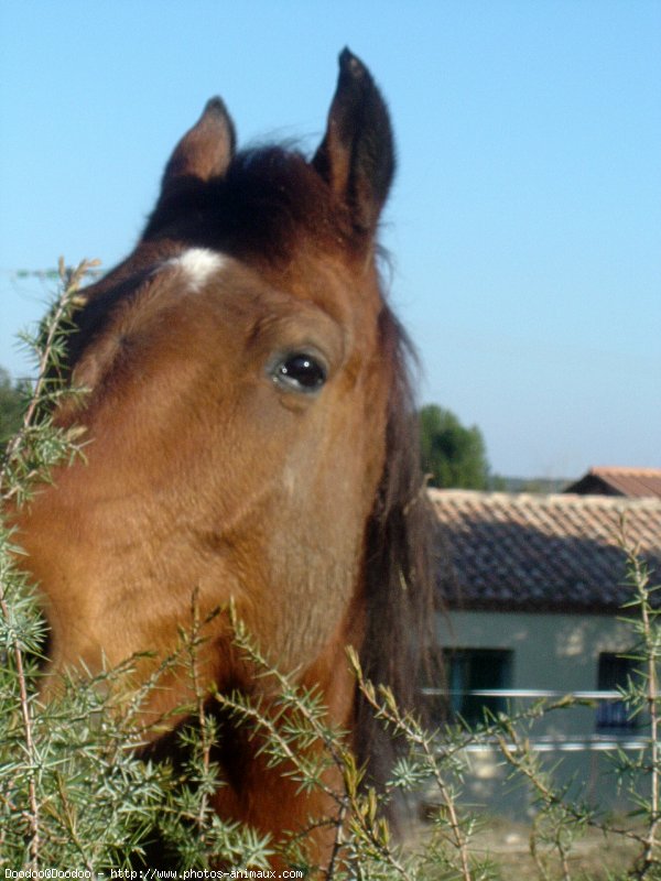 Photo de Trotteur franais