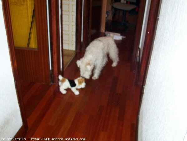 Photo de Fox terrier  poil dur