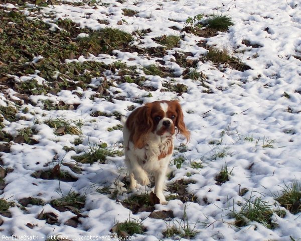 Photo de Cavalier king charles spaniel