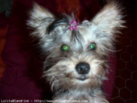 Photo de Yorkshire terrier