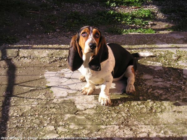 Photo de Basset hound