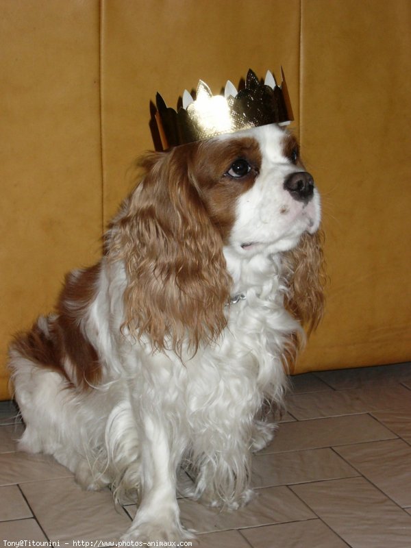 Photo de Cavalier king charles spaniel