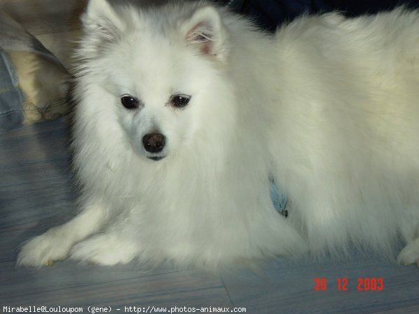 Photo de Spitz moyen