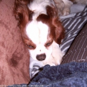 Photo de Cavalier king charles spaniel