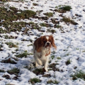 Photo de Cavalier king charles spaniel