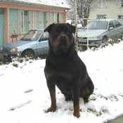 Photo de Rottweiler