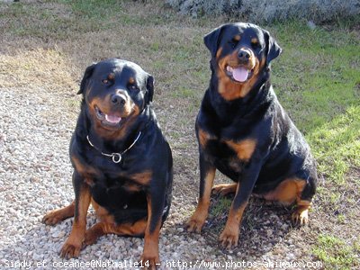 Photo de Rottweiler