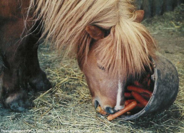 Photo de Shetland