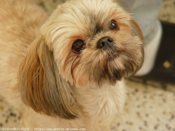 Photo de Shih tzu