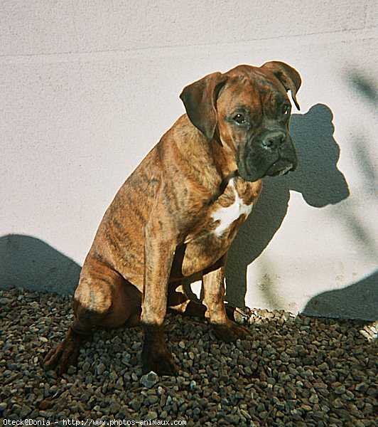 Photo de Boxer