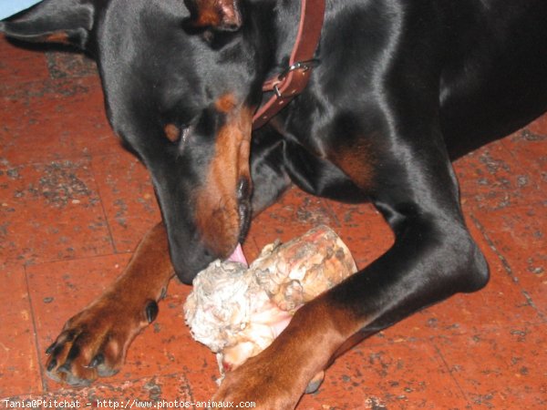 Photo de Dobermann