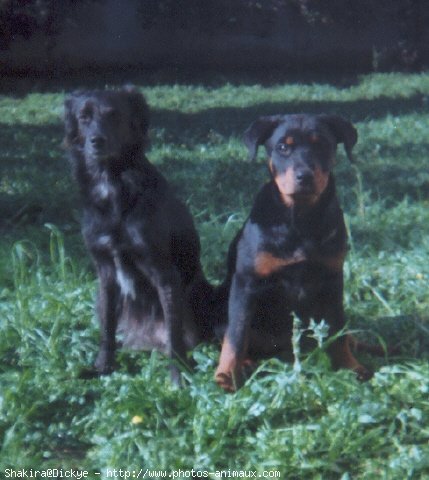 Photo de Rottweiler