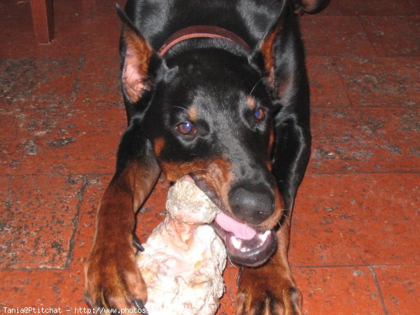 Photo de Dobermann