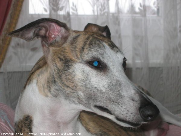 Photo de Whippet