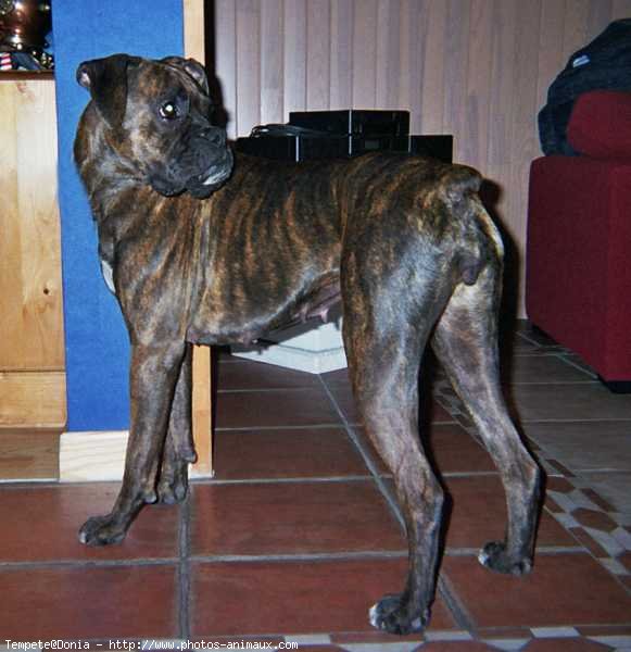 Photo de Boxer