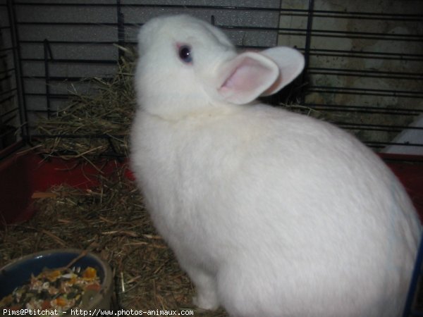 Photo de Lapin