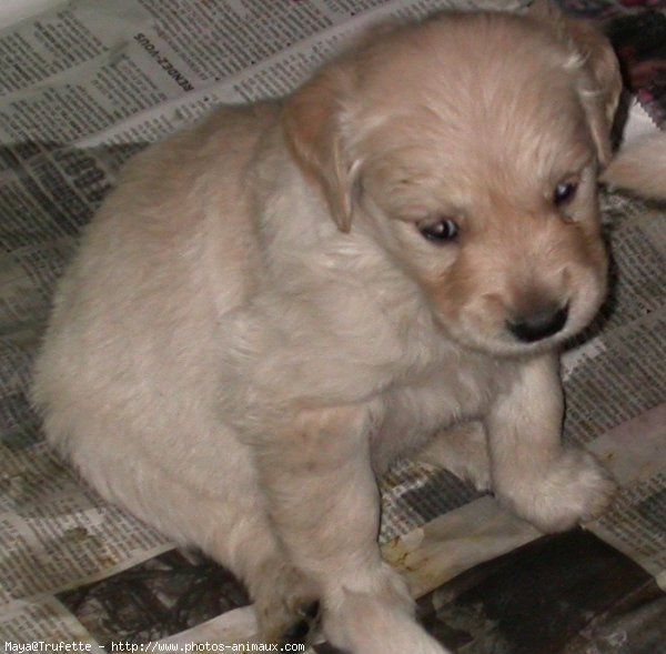 Photo de Golden retriever