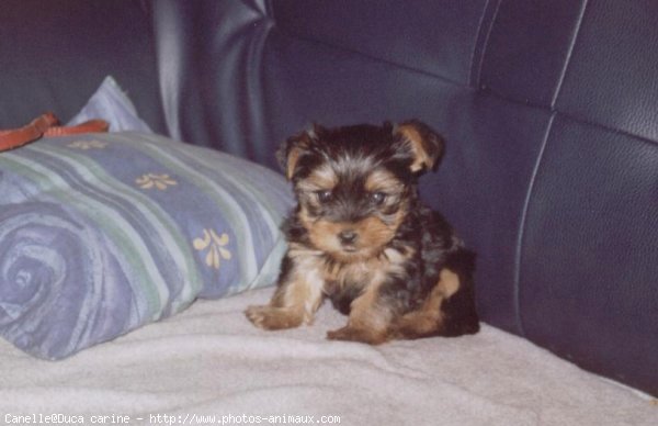 Photo de Yorkshire terrier