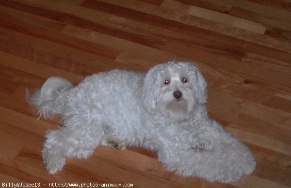 Photo de Bichon  poil fris