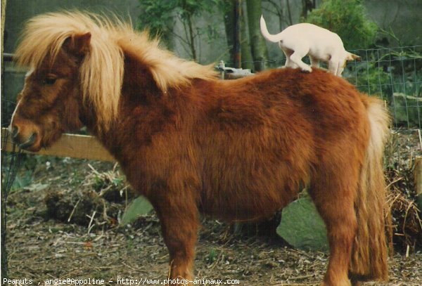 Photo de Races diffrentes