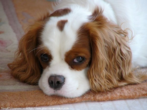 Photo de Cavalier king charles spaniel