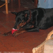 Photo de Dobermann