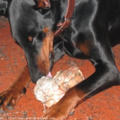 Photo de Dobermann