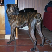 Photo de Boxer