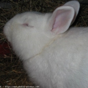 Photo de Lapin