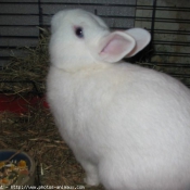 Photo de Lapin