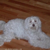 Photo de Bichon  poil fris