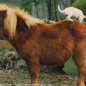 Photo de Races diffrentes