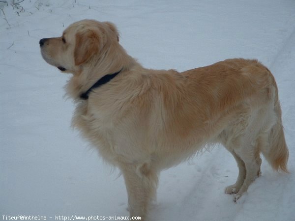 Photo de Golden retriever