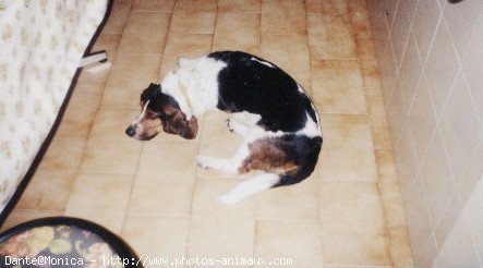 Photo de Basset hound