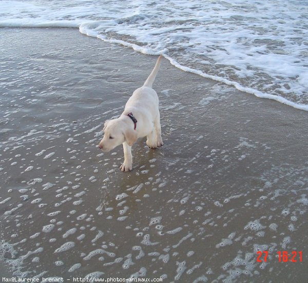 Photo de Labrador retriever