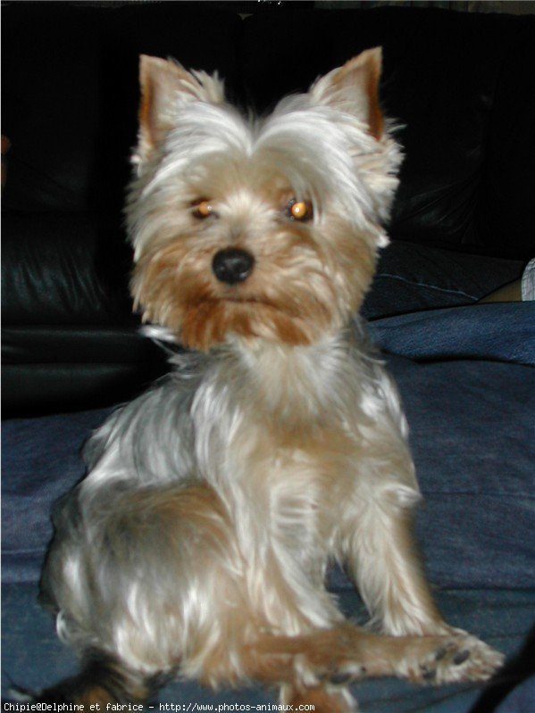 Photo de Yorkshire terrier