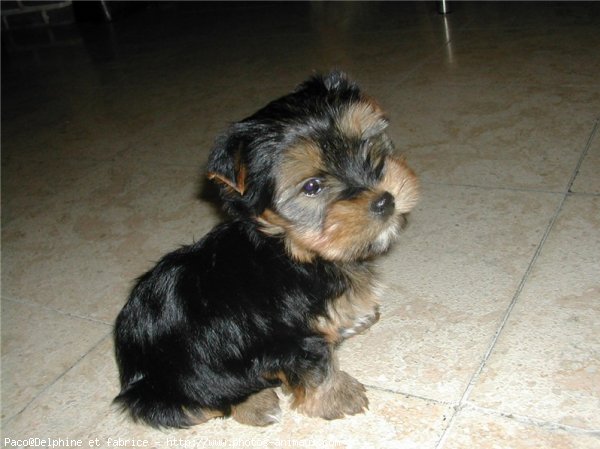 Photo de Yorkshire terrier