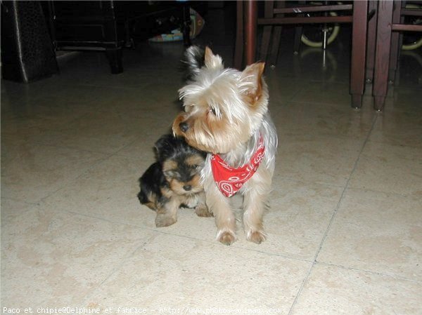 Photo de Yorkshire terrier